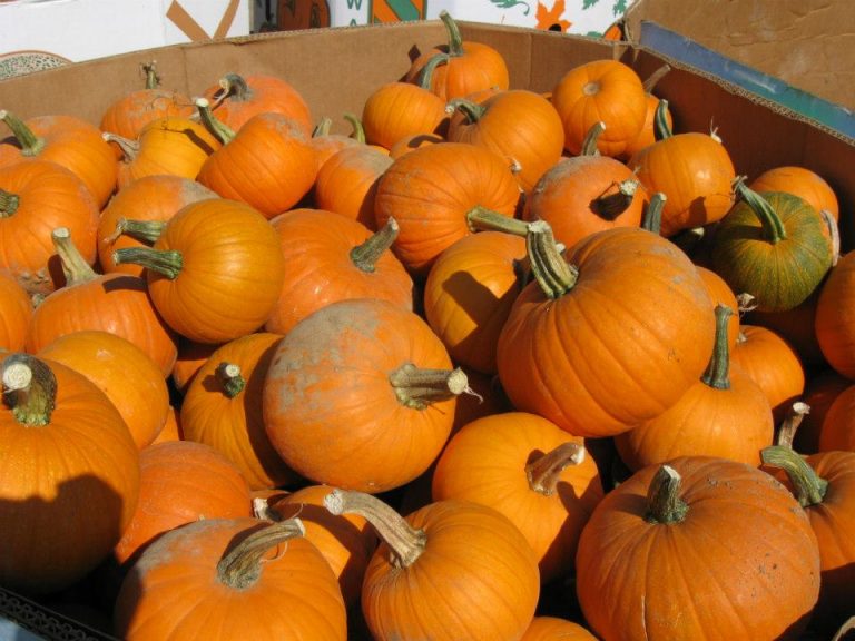 487512 10151134687227878 1587836454 n 768x576