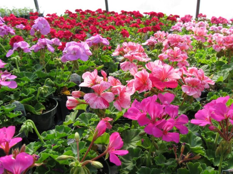 553318 10150719026032878 1054429213 n 768x576