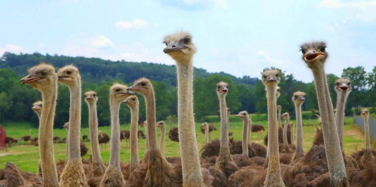 Roaming Acres Farm Photos 59 1536x765 1 768x383