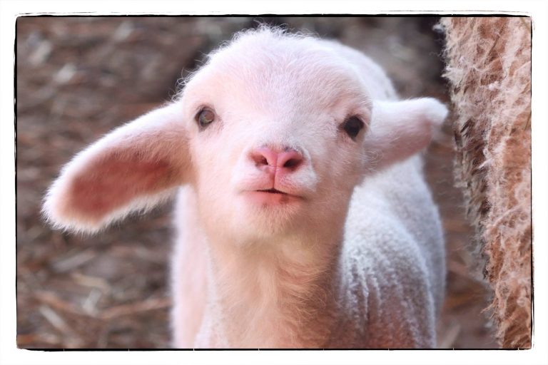 17436023 1288437814538716 1123569240942061293 o 768x512