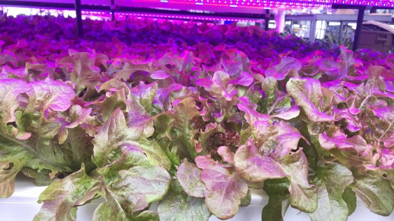 61895738 1302955136522949 210463641001000960 o 768x432