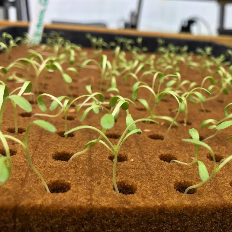 74284510 1436565586495236 2252511253542993920 o 768x768