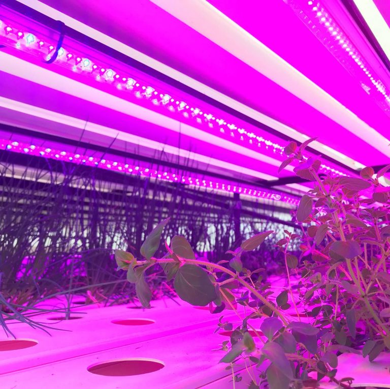 75130966 1457219134429881 7444825126098436096 o 768x766