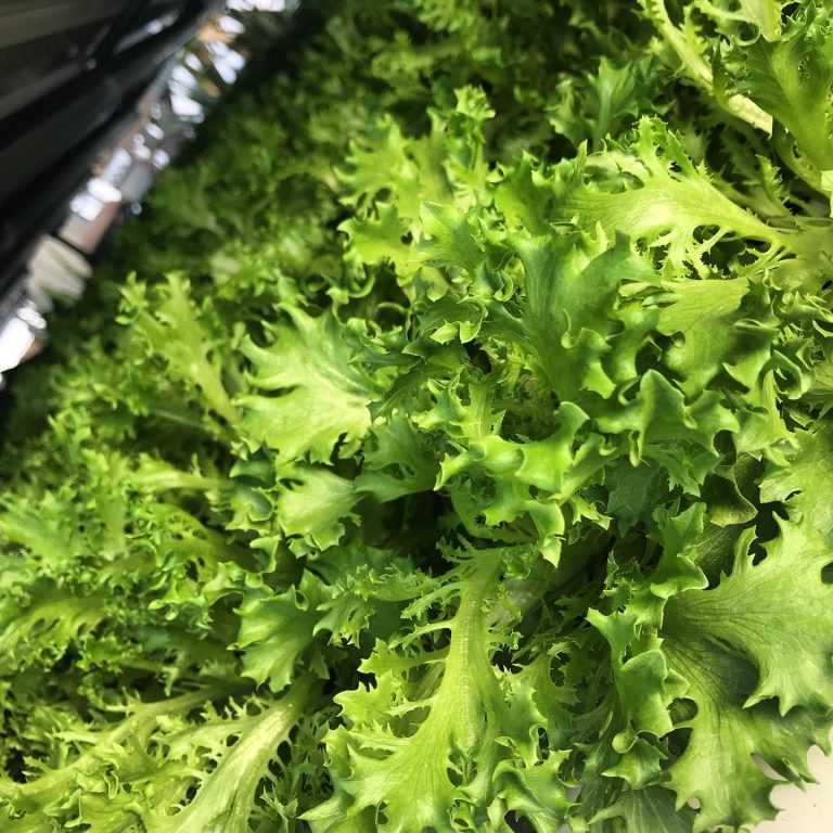 78343091 1471794176305710 5177061408600227840 o 768x768