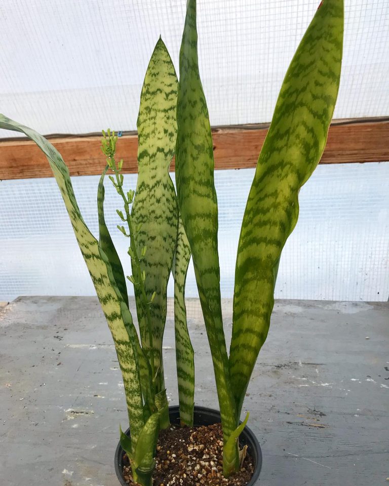 79350556 1480830605402067 248957697708261376 o 768x960