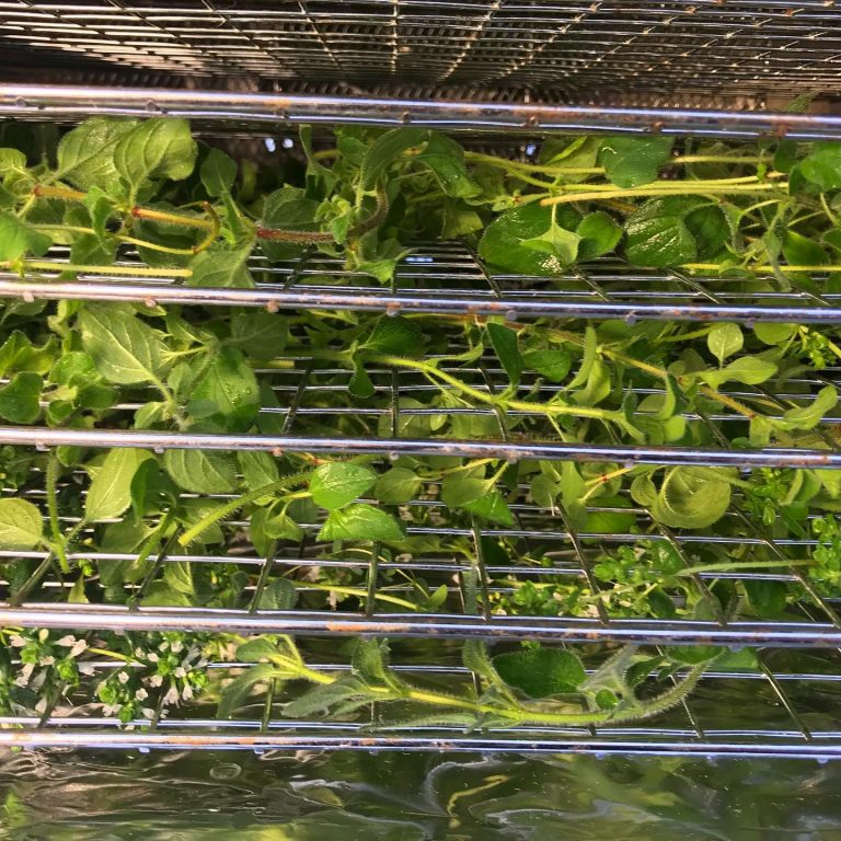 80204238 1489666174518510 2379135934630199296 o 768x768