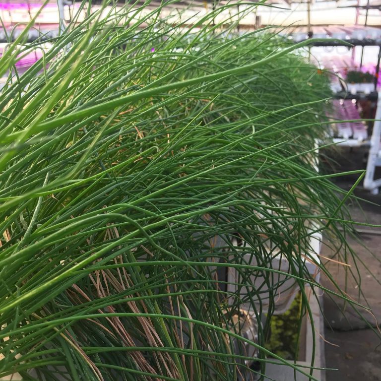 87022117 1553180491500411 6690831574197338112 o 768x768