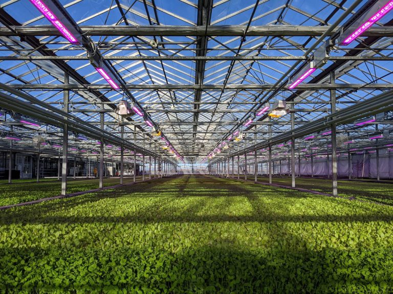 GreenhouseHome 768x576